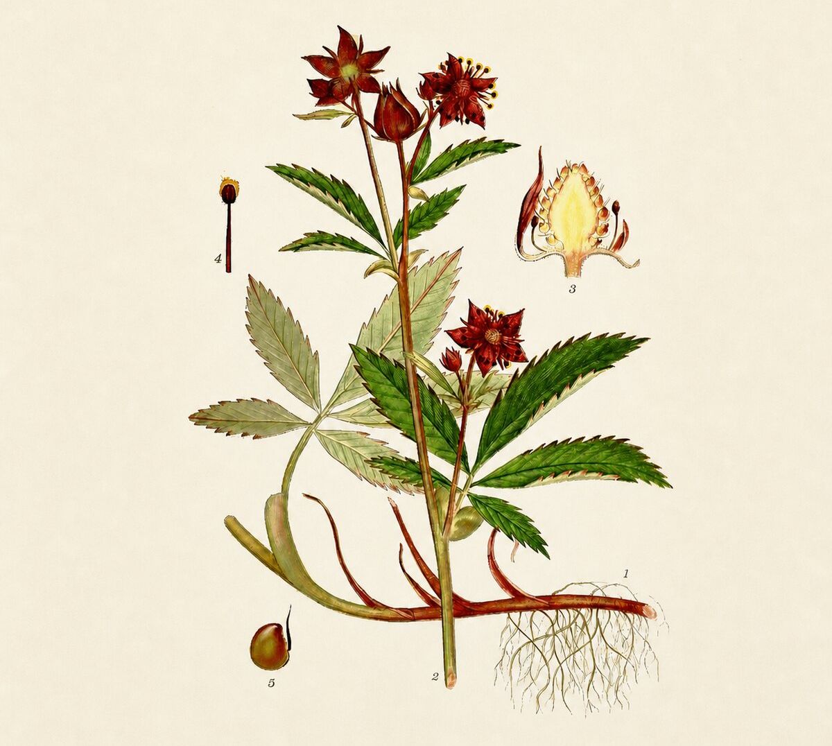 Pięciornik błotny Comarum palustre, kłącze, kwiat i owoc na rycinie botanicznej